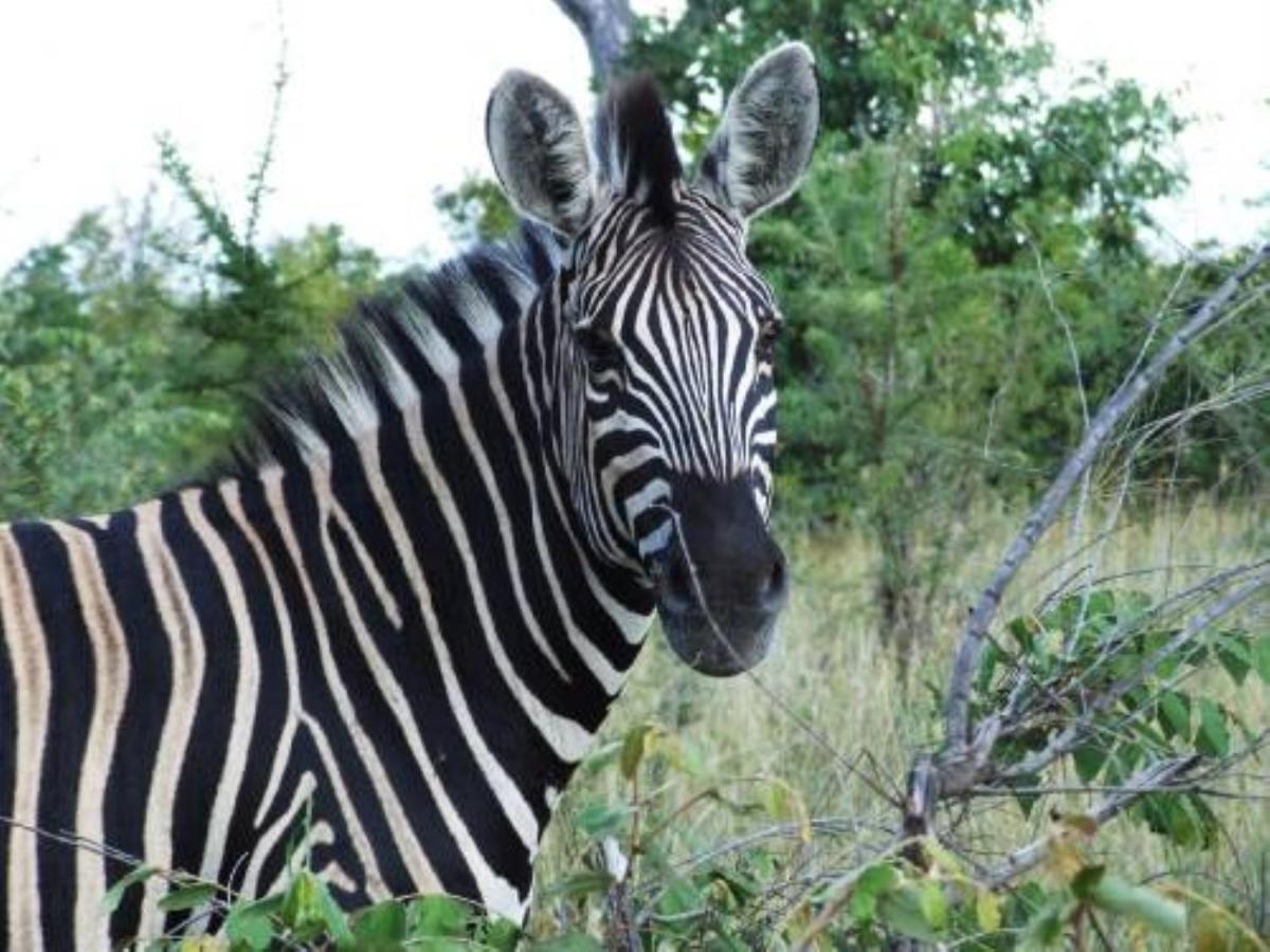 Shikwari Suites Hoedspruit Bagian luar foto